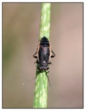 white speckling occurs at black bugs' feeding sites