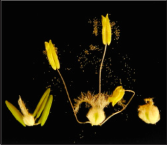 Left–floral parts prior to pollination Middle–anthers shedding pollen Right–fertilized ovule (1-2 day old kernel)