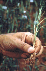 Wheat exhibiting the symptoms of aluminum toxicity, caused by a low soil pH.