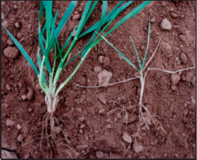 faster emerging plants with infurow application of P