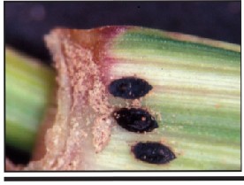 parsitized Russian wheat aphids