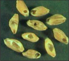 damaged kernals due to wheat head armyworm feeding