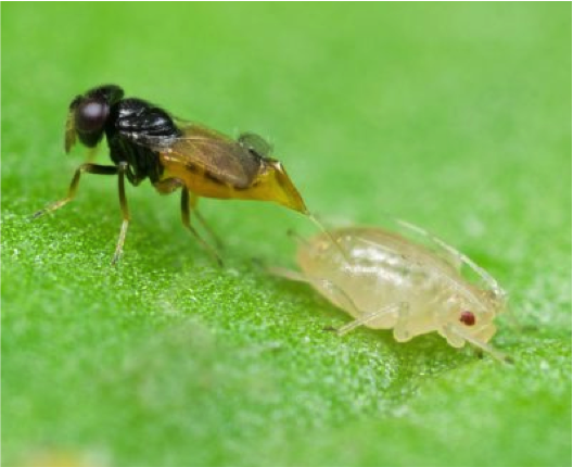 Aphelinus sp. adult Aphelinus adult ovipositing