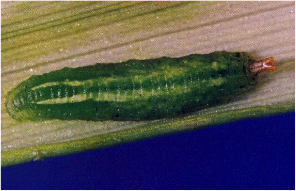 Larva of Allograpta obliqua Larva of Allograpta obliqua