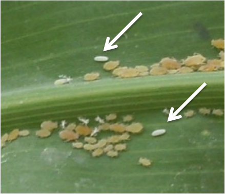 Eggs of Allograpta obliqua Hover fly eggs