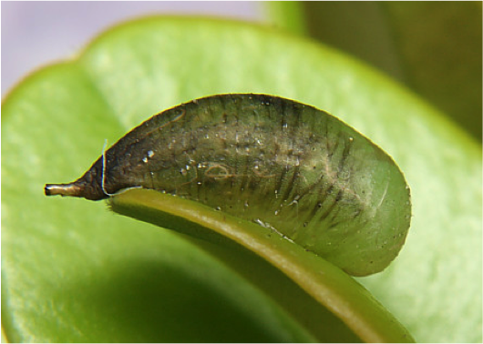 Pupa of Allograpta obliqua Pupa