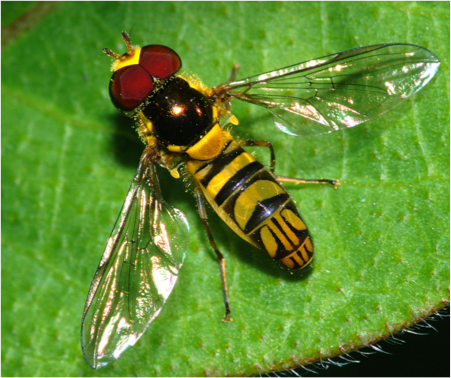 Adult Allograpta obliqua Hover fly