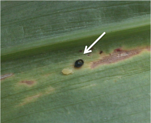 Aphelinus sp. mummy Aphelinus sp. mummy