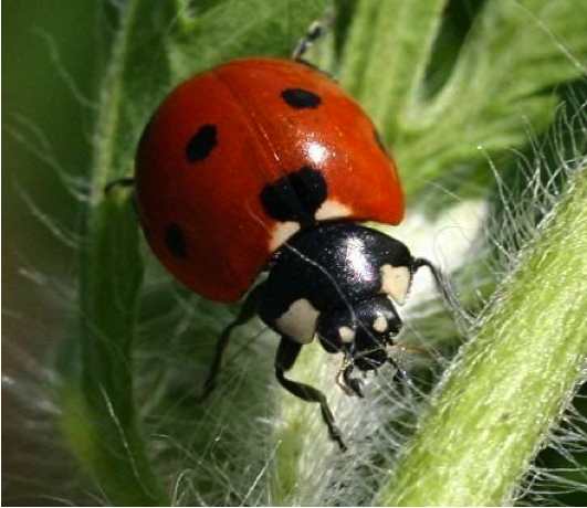 Adult of Coccinella septempunctata