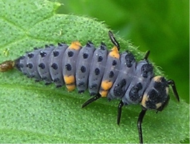 Larva of Coccinella septempunctata
