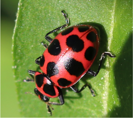 Adult of Coleomegilla maculata