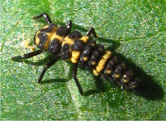 Larva of Coleomegilla maculata