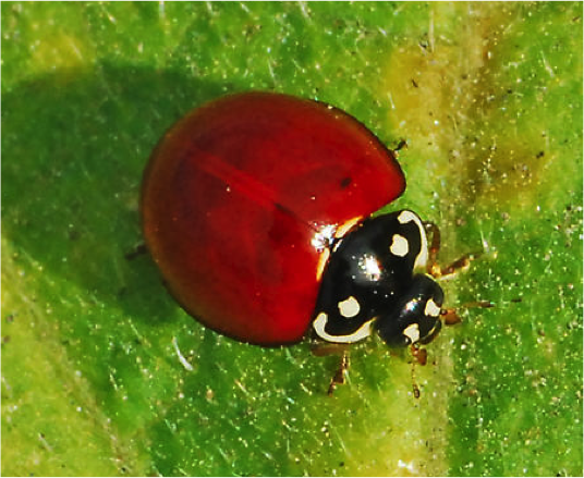 Adult Cycloneda sanguinea (female)
