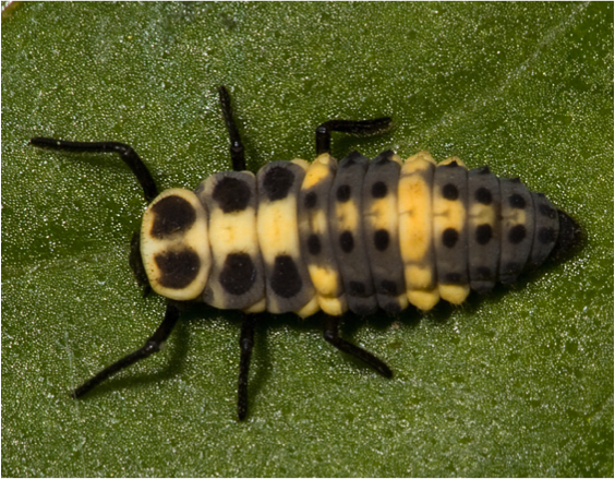 Larva of Cycloneda sanguinea