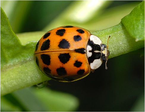 Harmonia axyridis adult