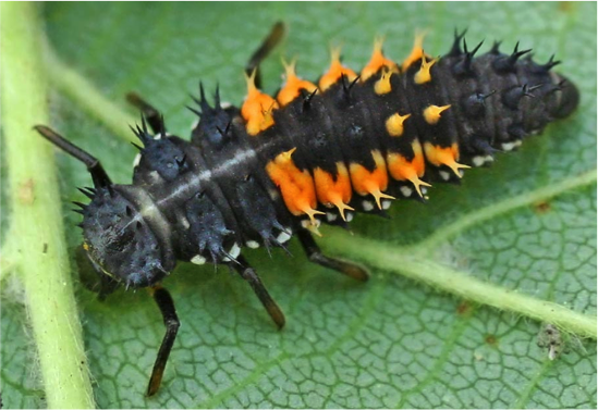 Harmonia axyridis larva