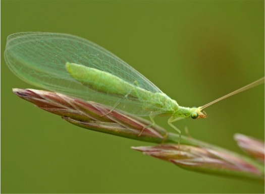 Green lacewing adult