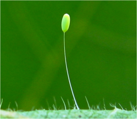 Green lacewing egg