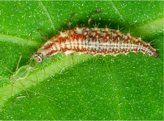 Green lacewing larva