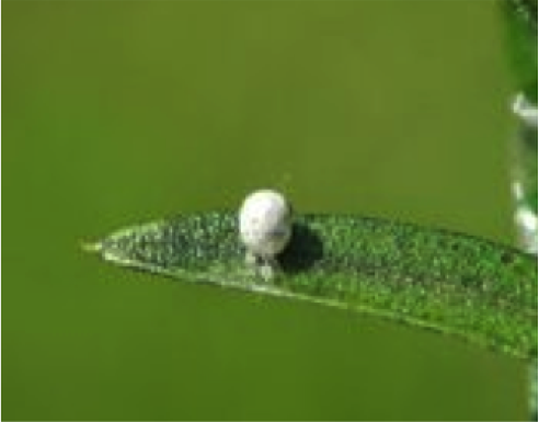 Green lacewing pupa