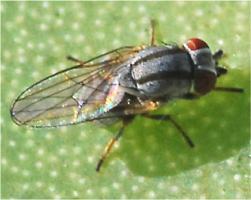 Leucopis sp. adult Aphid fly adult