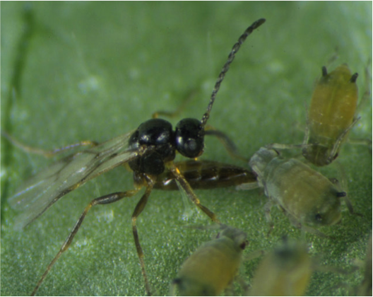 Adult Lysiphlebus testaceipes