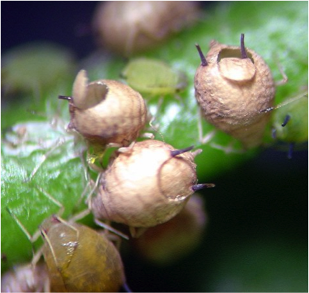 Emerged mummies of Lysiphlebus testaceipes