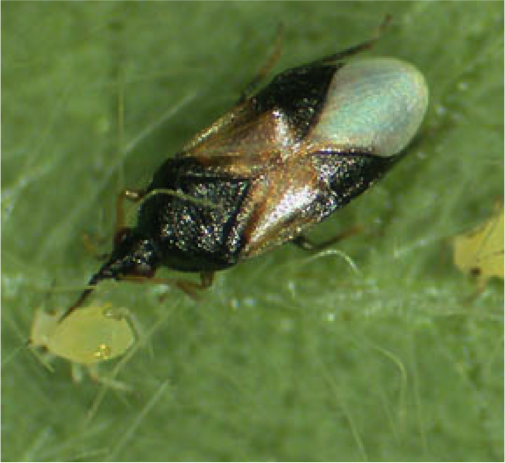Adult Orius insidiosus Pirate bug adult