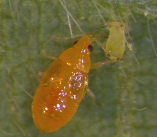 Orius insidiosus nymph Pirate bug nymph