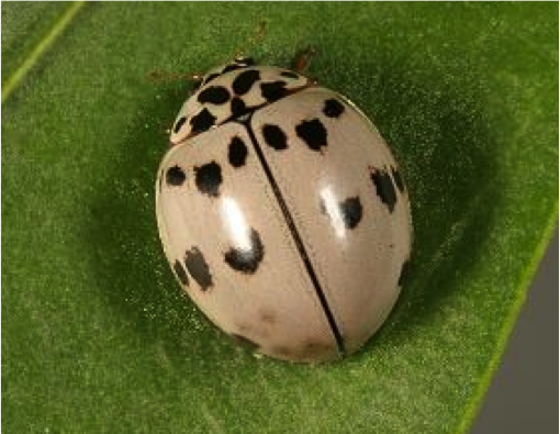 Adult of Olla v-nigrum (non-melanic form)