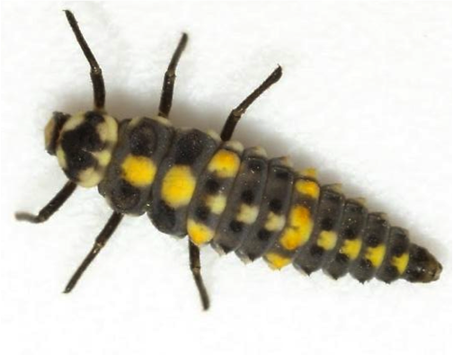 Larva of Olla v-nigrum