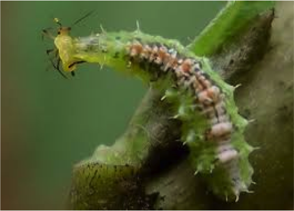 Larva of Pseudodorus clavatus Pseudodorus clavatus