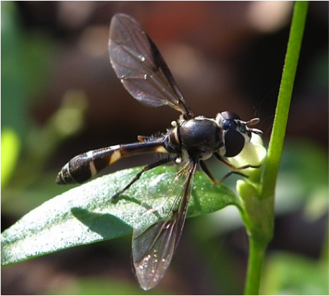 Adult of Pseudodorus clavatus Pseudodorus clavatus