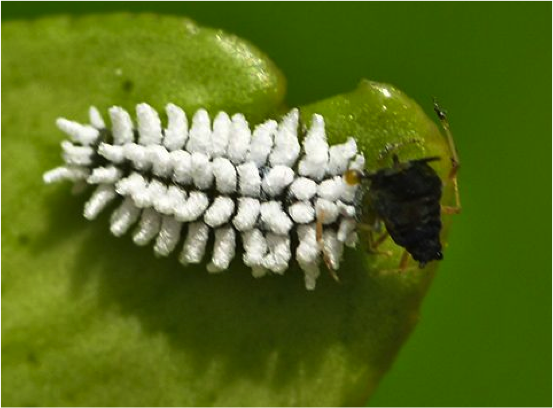 Scymnus larva with waxy secretions