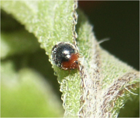 Scymnus adult