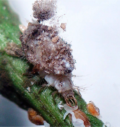Trash bug Ceraeochrysa larva with trash
