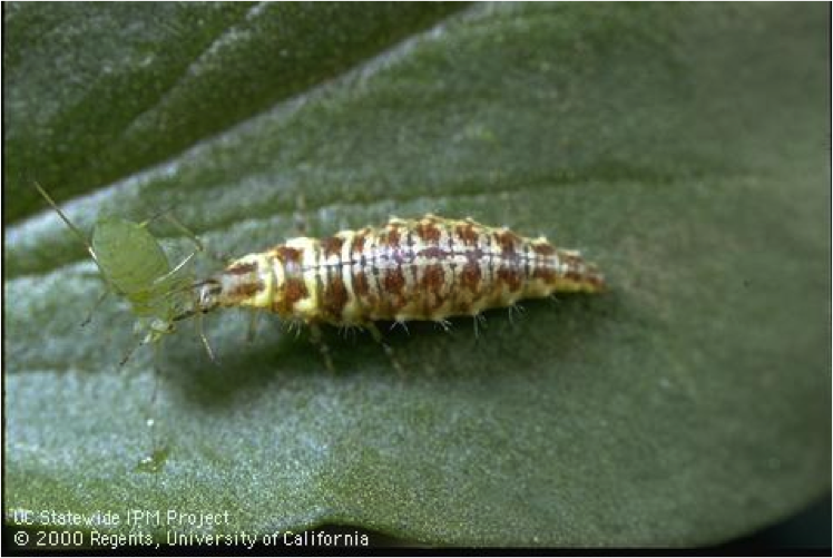 Lacewing larva Lacewing larva