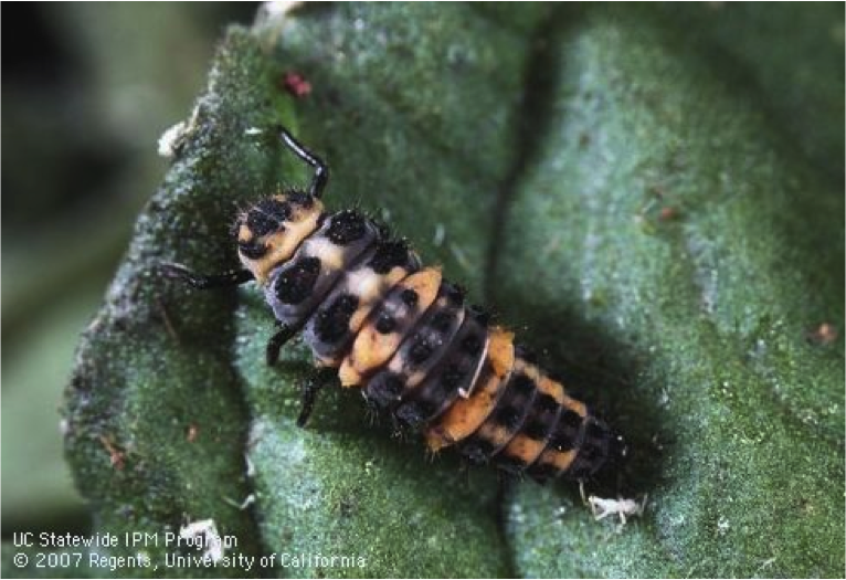Convergent lady beetle larva Convergent lady beetle larva