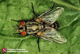 Tachinid fly Tachinid fly