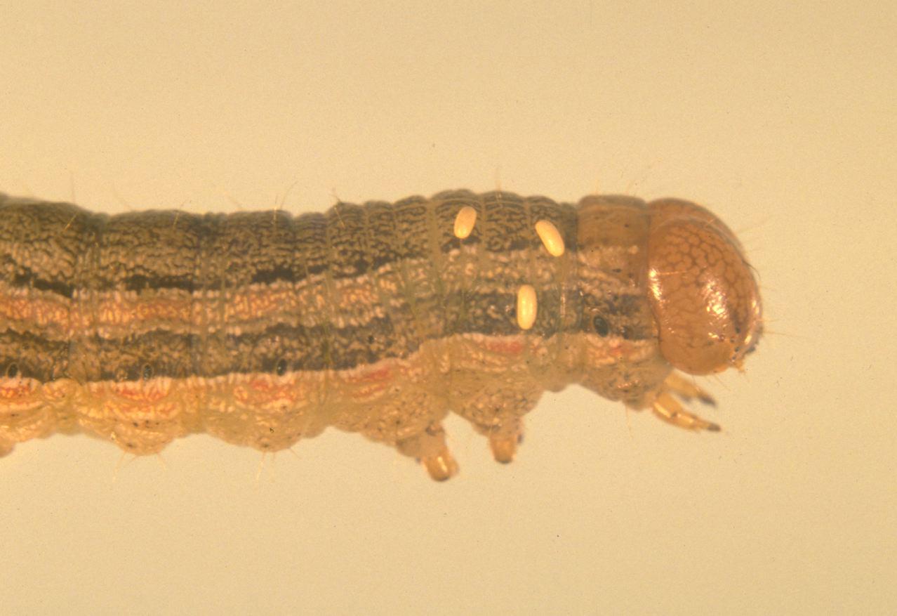 Tachinid eggs on armyworm Tachinid eggs on armyworm