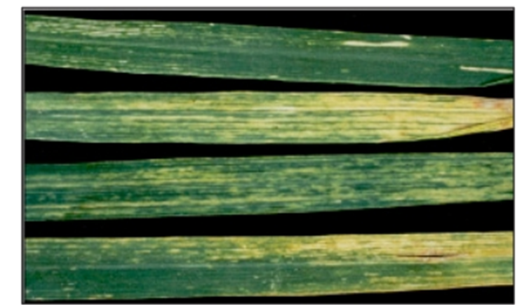 High Plains Virus High Plains Virus