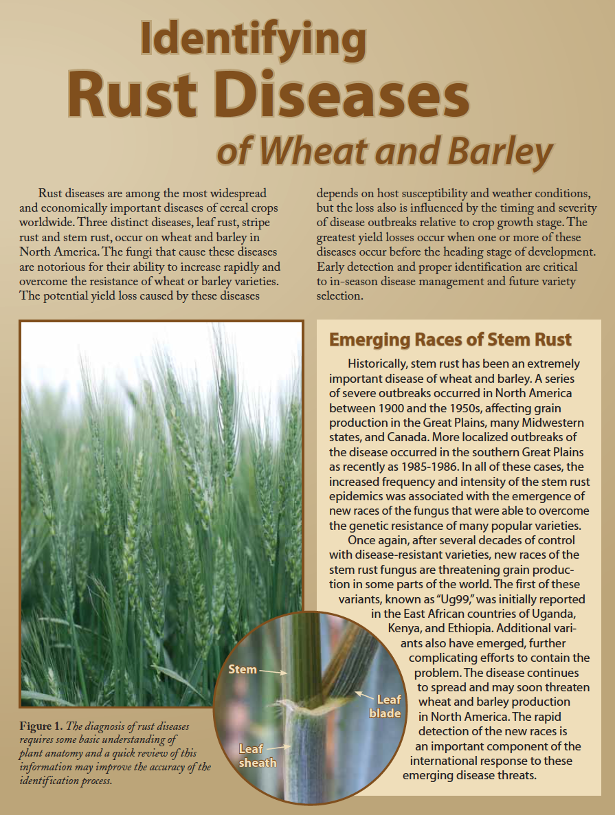 Identifying Rust Diseases Identifying Rust Diseases