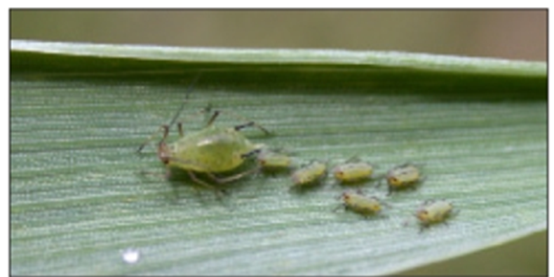 english grain aphid english grain aphid