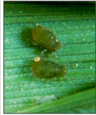 Adult bird-cherry oat aphid Adult bird-cherry oat aphid