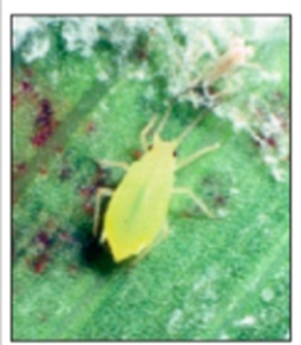 adult greenbug adult greenbug