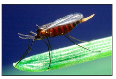 adult Hessian fly adult Hessian fly