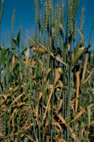 as diseased plants mature as diseased plants mature