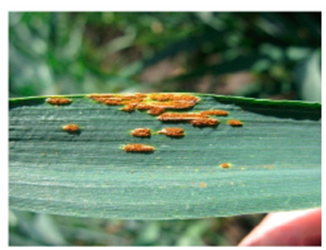 close-up of stem rust pustules close-up of stem rust pustules
