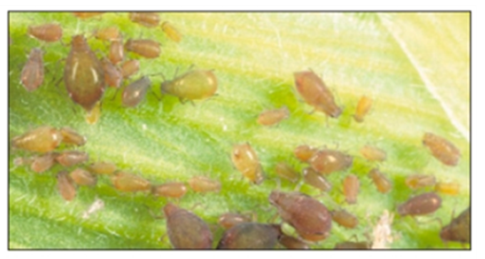 corn leaf aphid corn leaf aphid