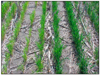 N deficient compared to healthy wheat N deficient compared to healthy wheat